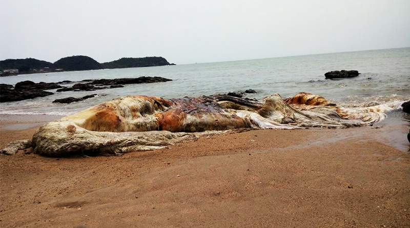 baleia jubarte encalha na praia do poá